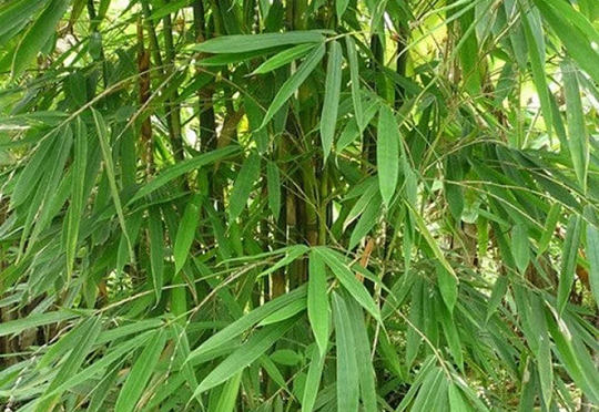 Tapyashri