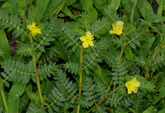 Tribulus Terrestris