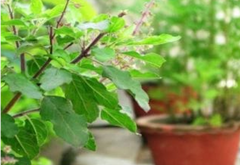 Tulsi