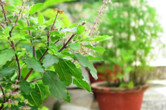 Tulsi