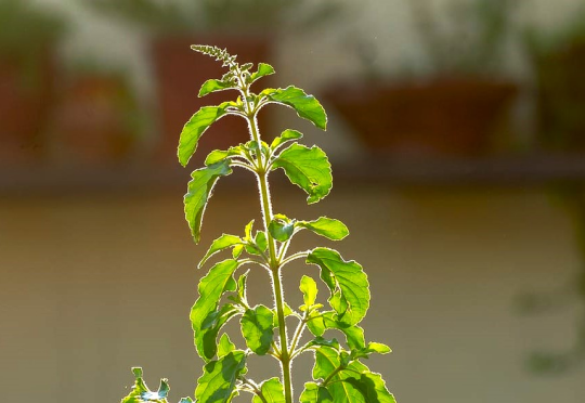 Tulsi