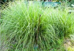 Ushirasava