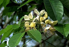 Varuna