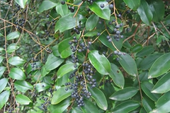 Vidanga, Jhavuka & Kasmarda