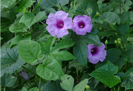 Vidari