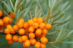 Amlavetasa