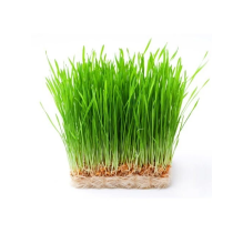 Wheatgrass