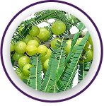 Bhui Amla