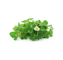 Brahmi