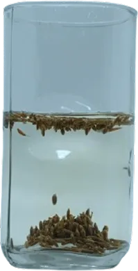 Cumin in Normal Water