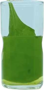Leaf in INJK Water