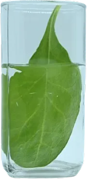 Leaf in Normal Water