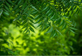 Neem