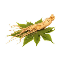 Panax Ginseng