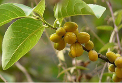 Saptrangi (Salacia reticulata)